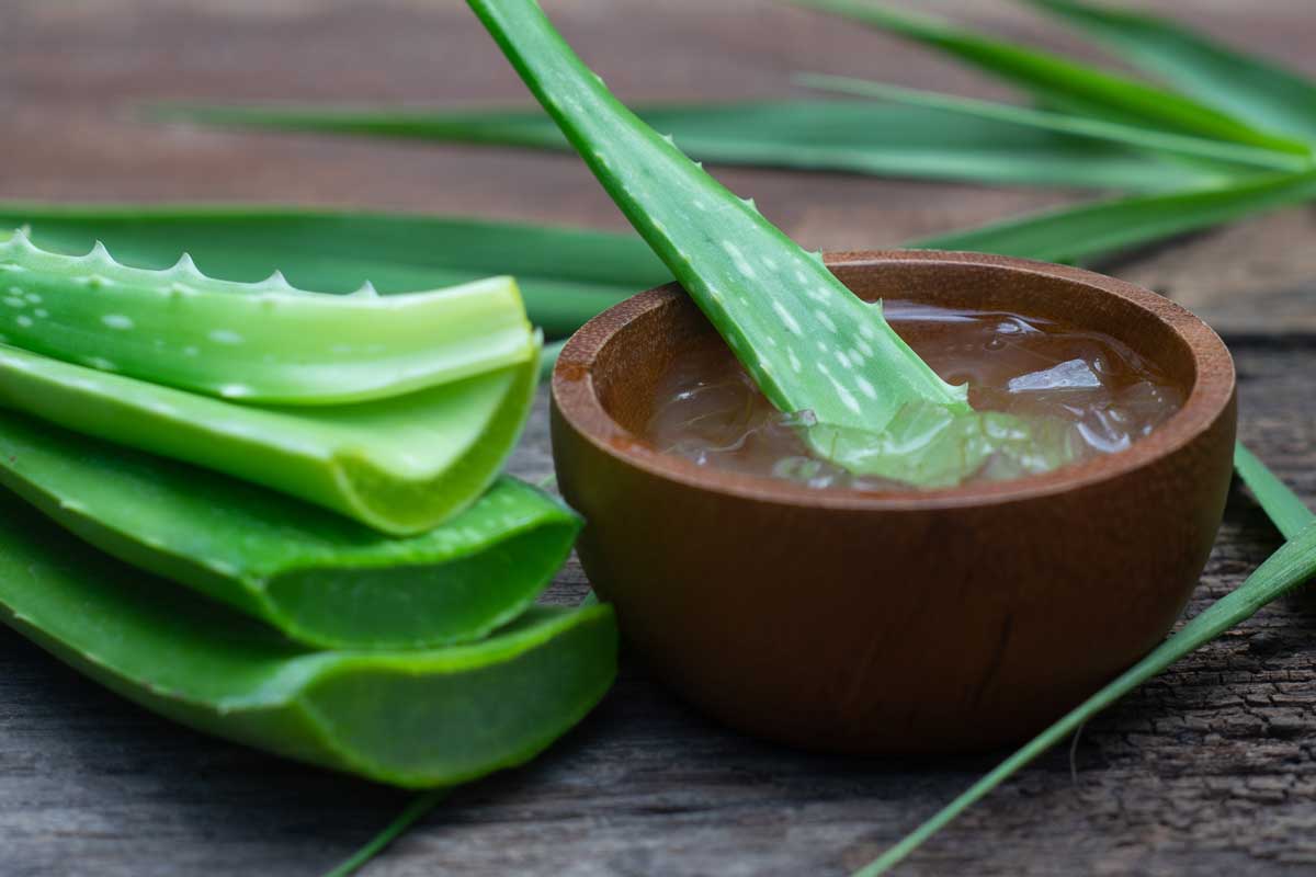 Fresh aloe vera stem and gel on wooden table, Can You Freeze Fresh Aloe Vera Gel?