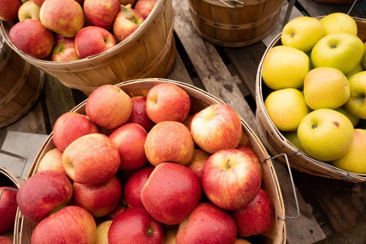 Fresh food produce apples in a bushel basket at the market