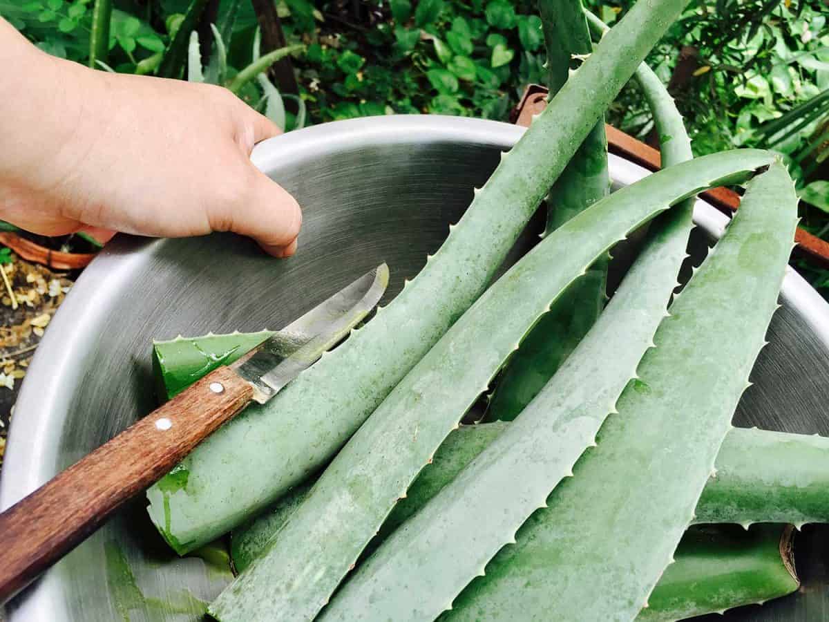 Hand holding a metal bowl full with green aloe vera plants used in traditional medicine as a skin treatment