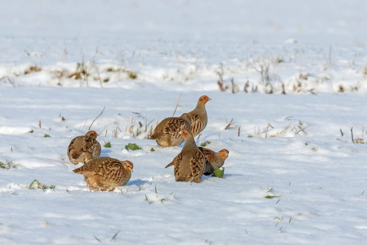 Small chicks walking an lying on the snow