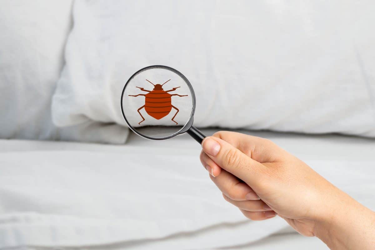 A woman holding a magnifying glass looking for bed bugs