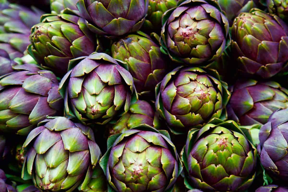 An up close photo of artichokes fresh from harvest