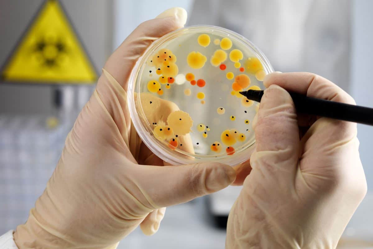 Bacteria culture on agar plate, biohazard sign in background, selective focus on the lower petri dish