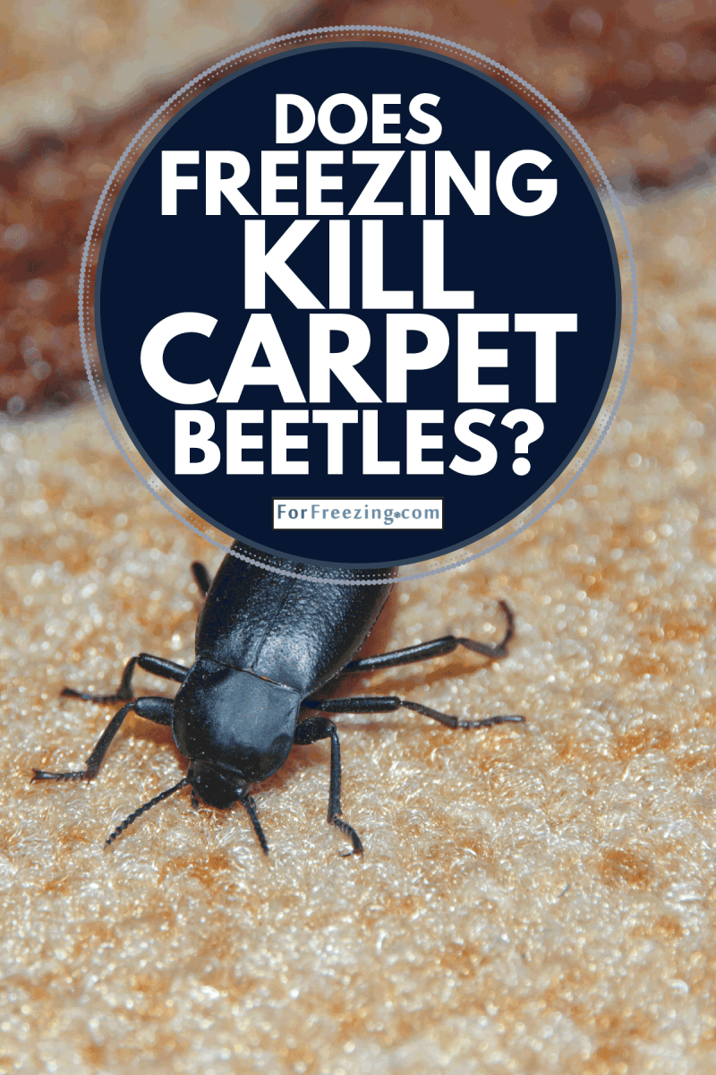 Black beetle on the carpet top view. Does Freezing Kill Carpet Beetles