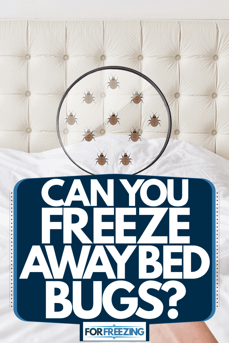 A woman holding a magnifying glass and searching for bed bugs, Can You Freeze Away Bed Bugs?