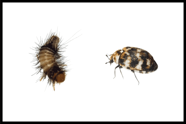 Carpet Beetle and Woolly Bear. Does Freezing Kill Carpet Beetles
