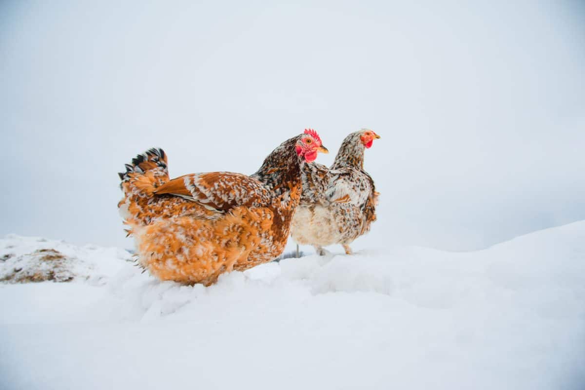 Chickens walking outside the snow exploring and searching for food, Are Chickens Okay In Freezing Weather?