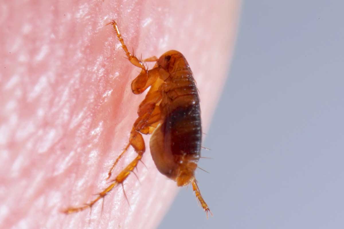 Close up of brown, amber colored flea on human skin, Do Fleas Die In Freezing Weather?
