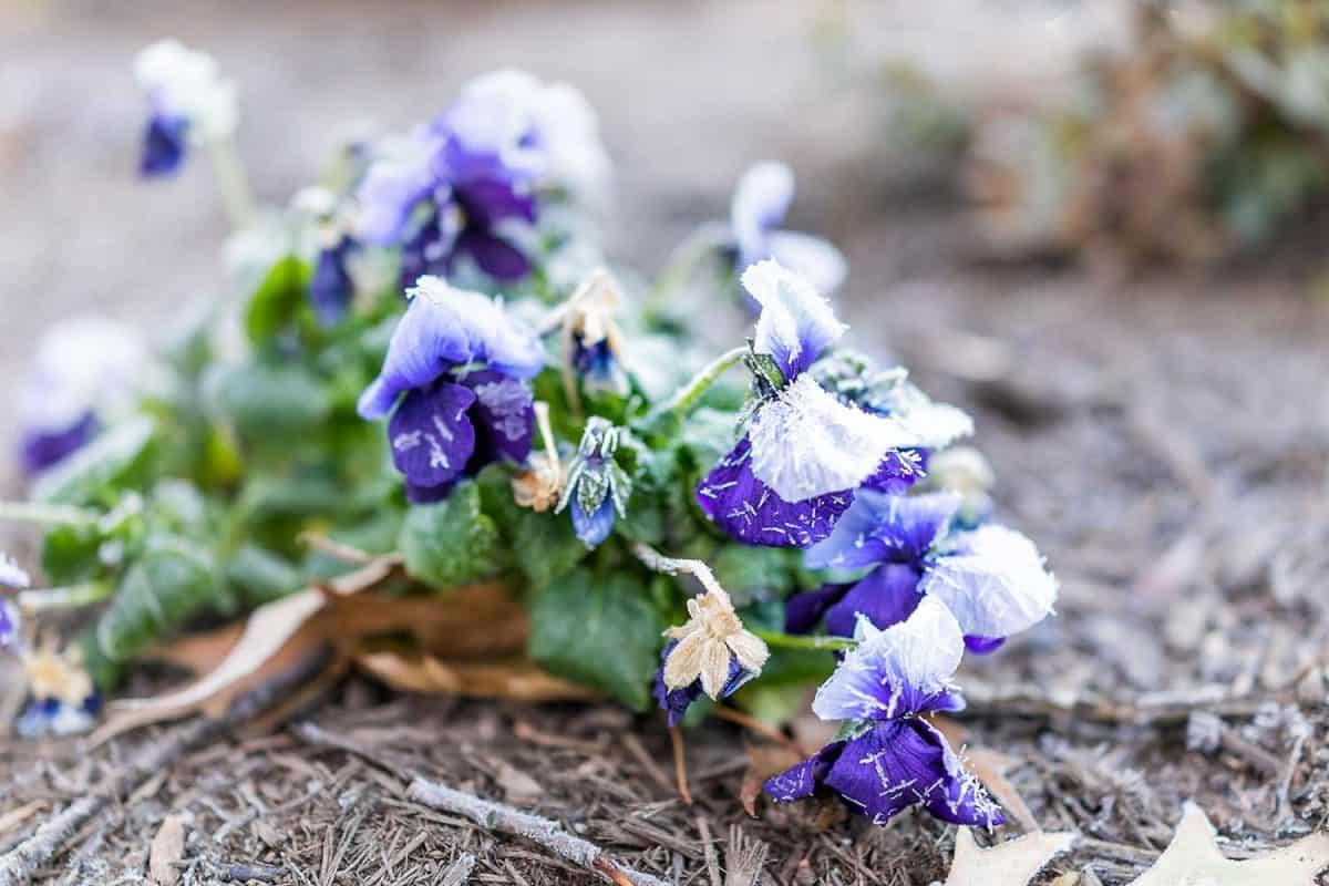 Close up of many white, blue purple violet pansy flower with frost ice crystals in winter morning in outdoor outside garden