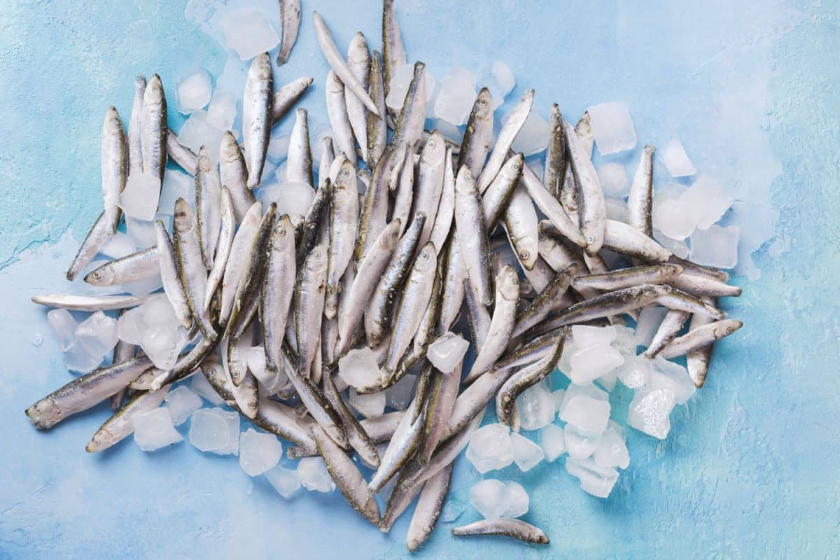 Frozen anchovies stacked upon each other sitting under and on ice