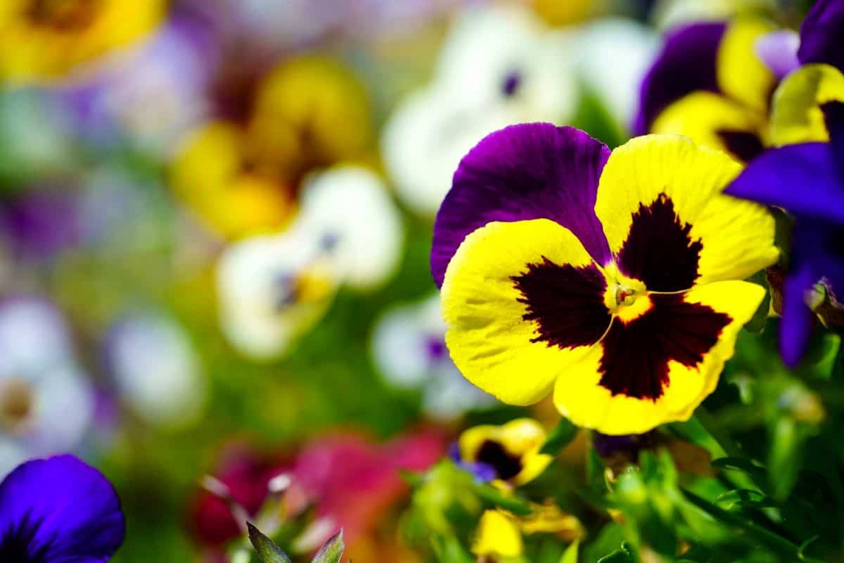 Pansies flowers in sunny day