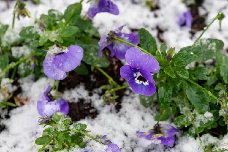 Snow melting on a flower pot with bright purple pansies, Will Pansies Die In Freezing Weather?