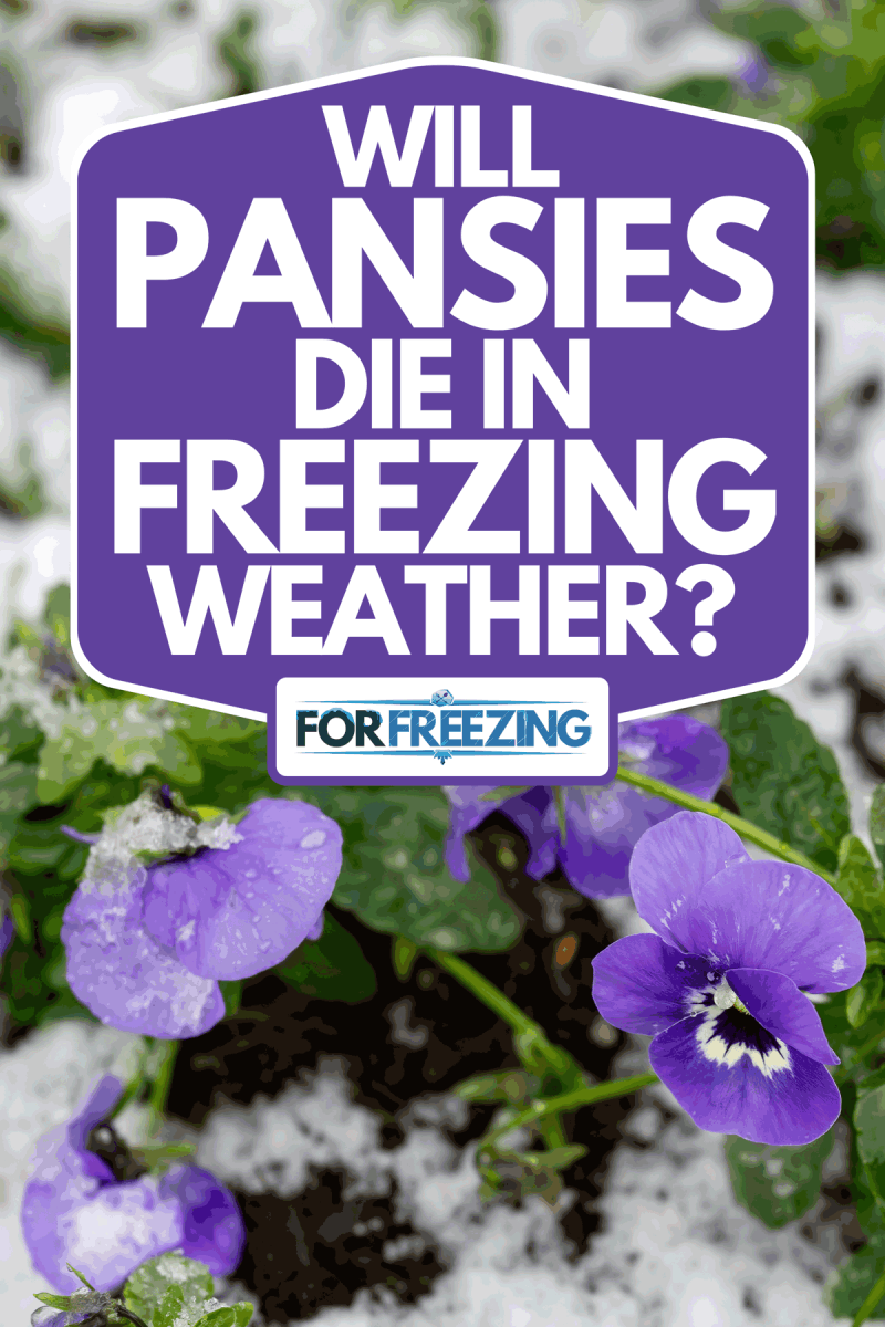 A snow melting on a flower pot with bright purple pansies, Will Pansies Die In Freezing Weather?
