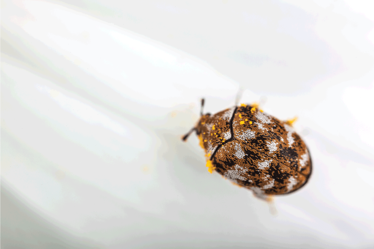 macro shot of a varied carpet beetle on a white daisy