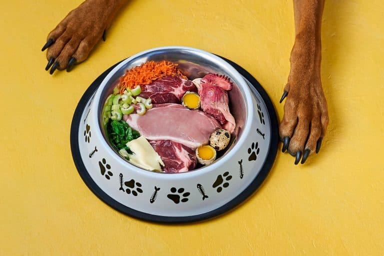Bowl of natural raw dog food and dog's paws on yellow background. BARF dog diet, How To Freeze Dog Food