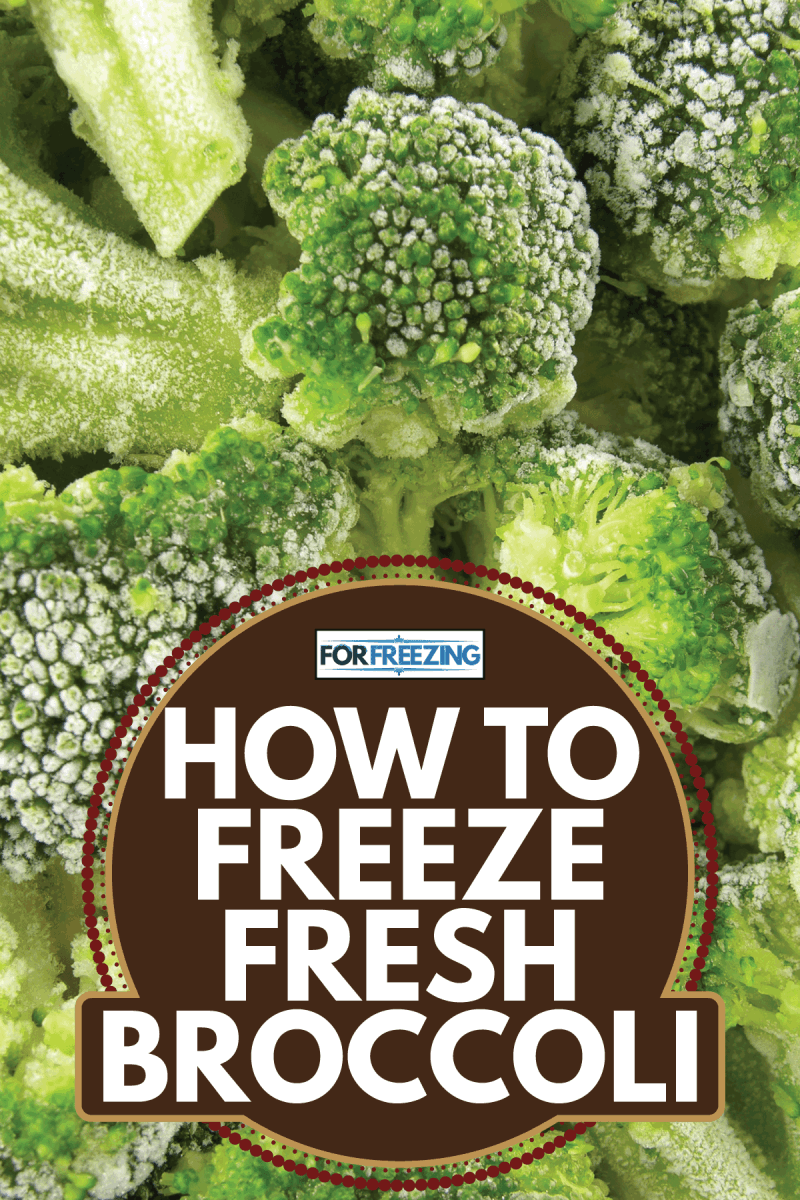 Closeup view of frozen broccoli. How To Freeze Fresh Broccoli