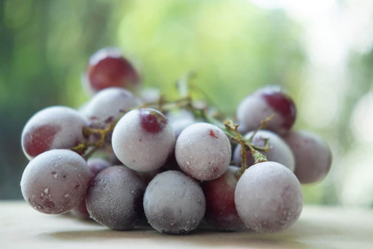 Delicious frozen grapes on a small plate