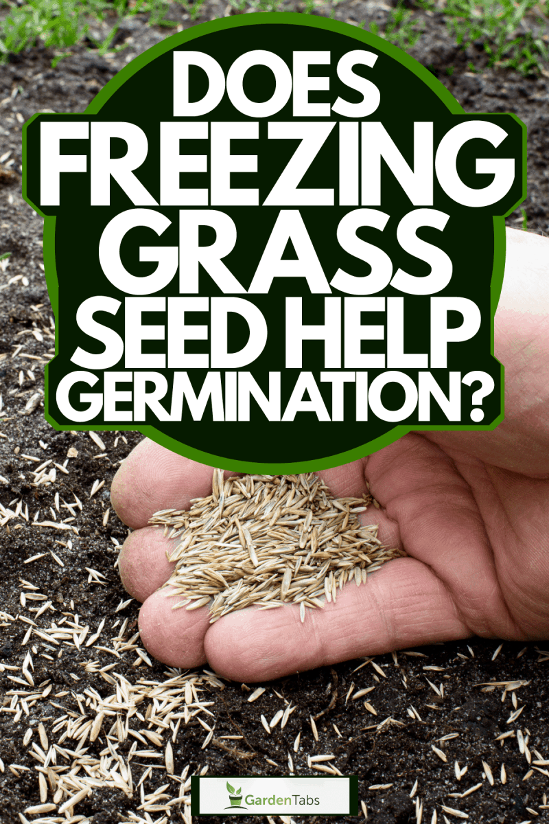 A man putting grass seed on the ground for his new lawn, Does Freezing Grass Seed Help Germination?