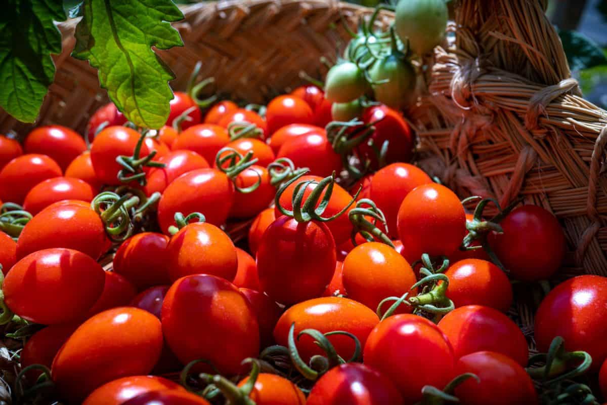Freshly harvested cherry tomatoes inside basket