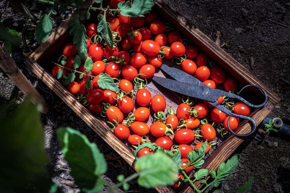 Freshly harvested cherry tomatoes placed on a square wooden tray, How To Freeze Cherry Tomatoes