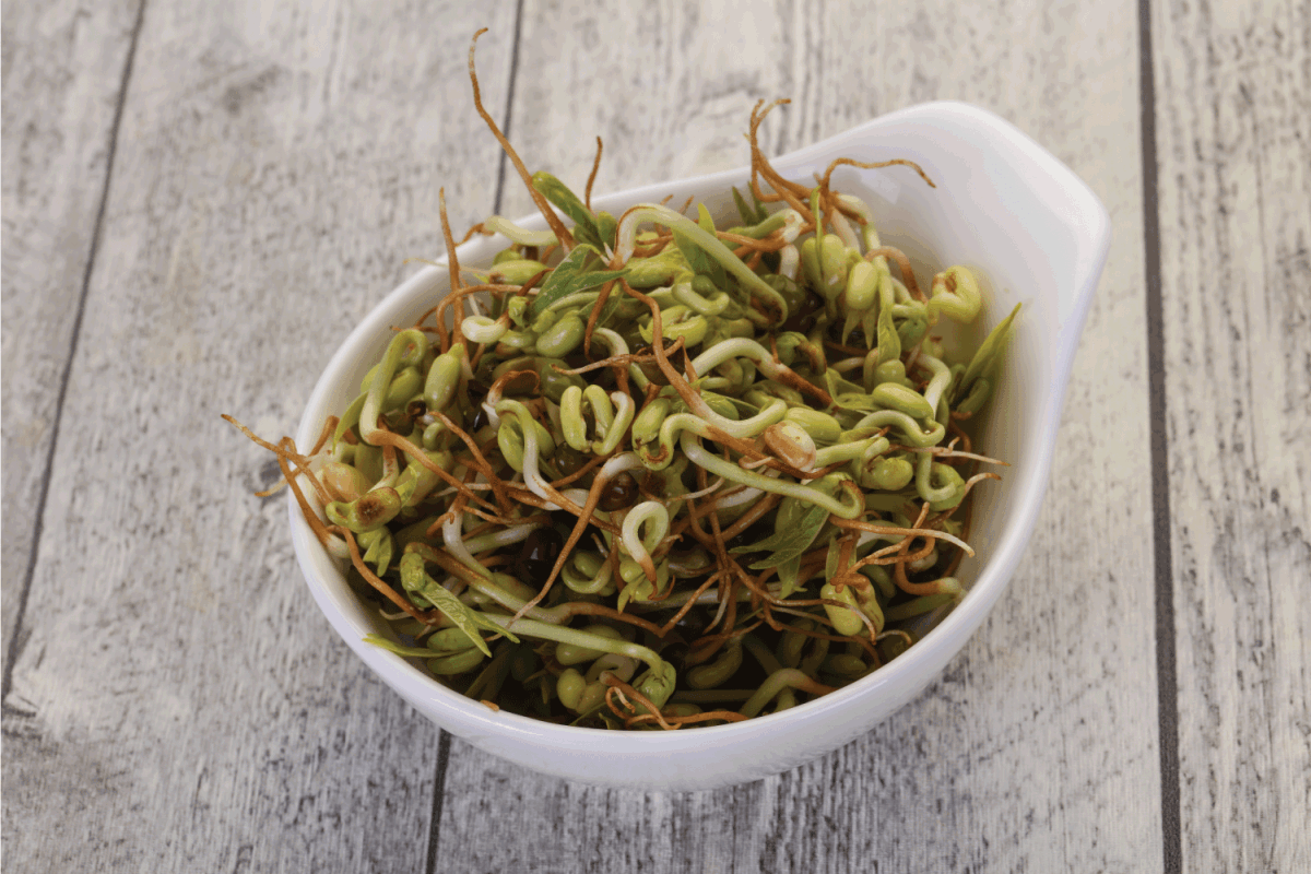 advanced stage bean sprouts in a ceramic bowl on a wooden table