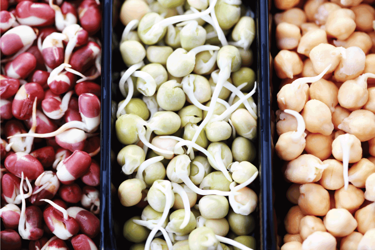 close up photo of different bean sprouts separated in to containers