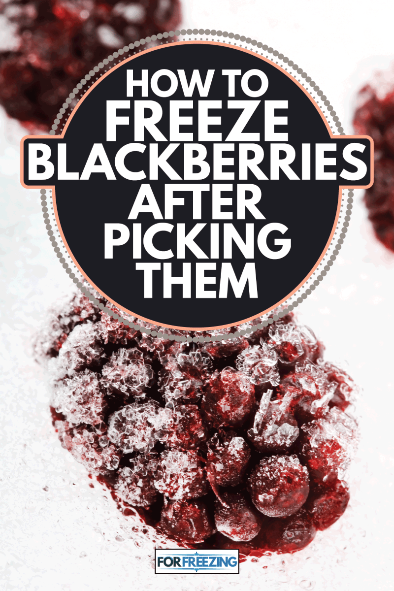 frozen blackberries on shaved ice How To Freeze Blackberries After Picking Them