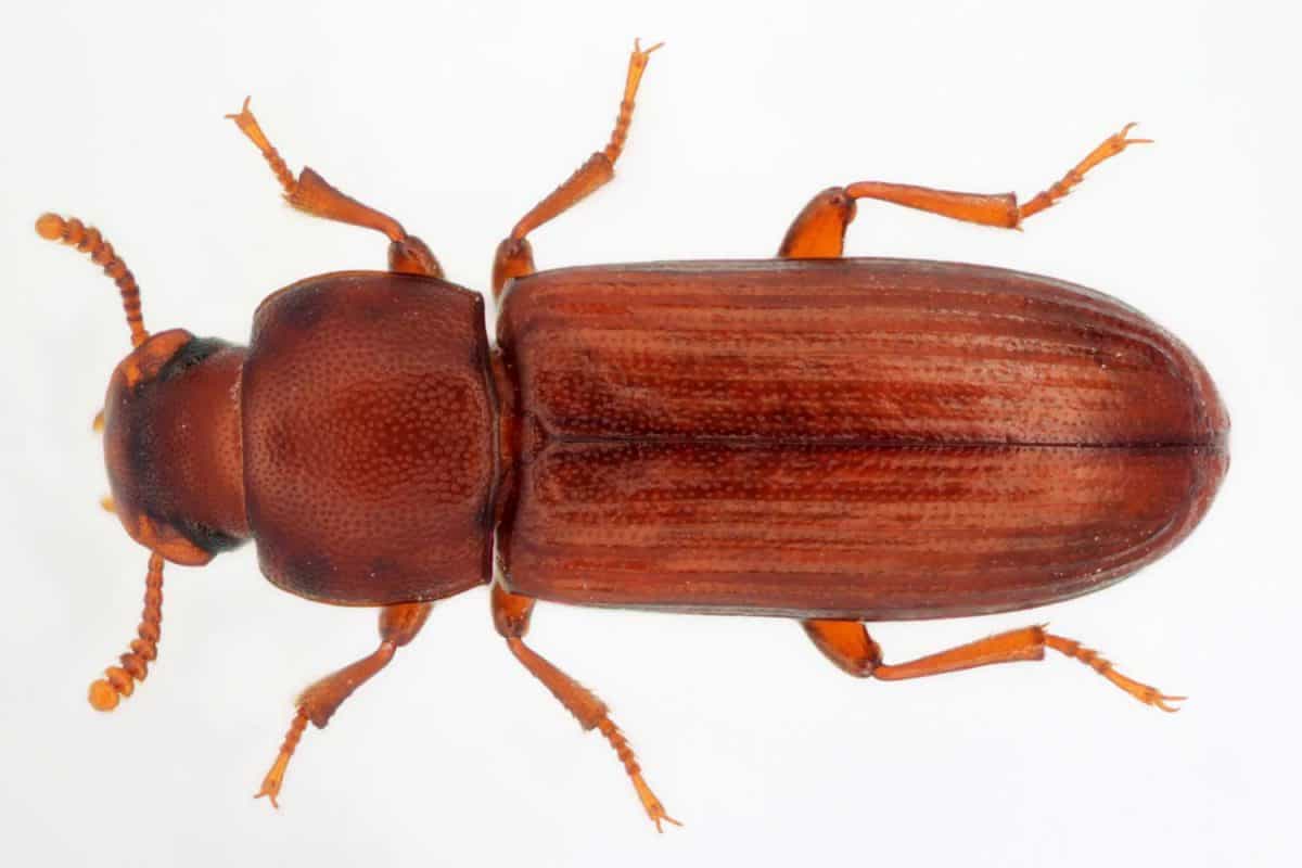 Tribolium confusum known as a flour beetle in white background