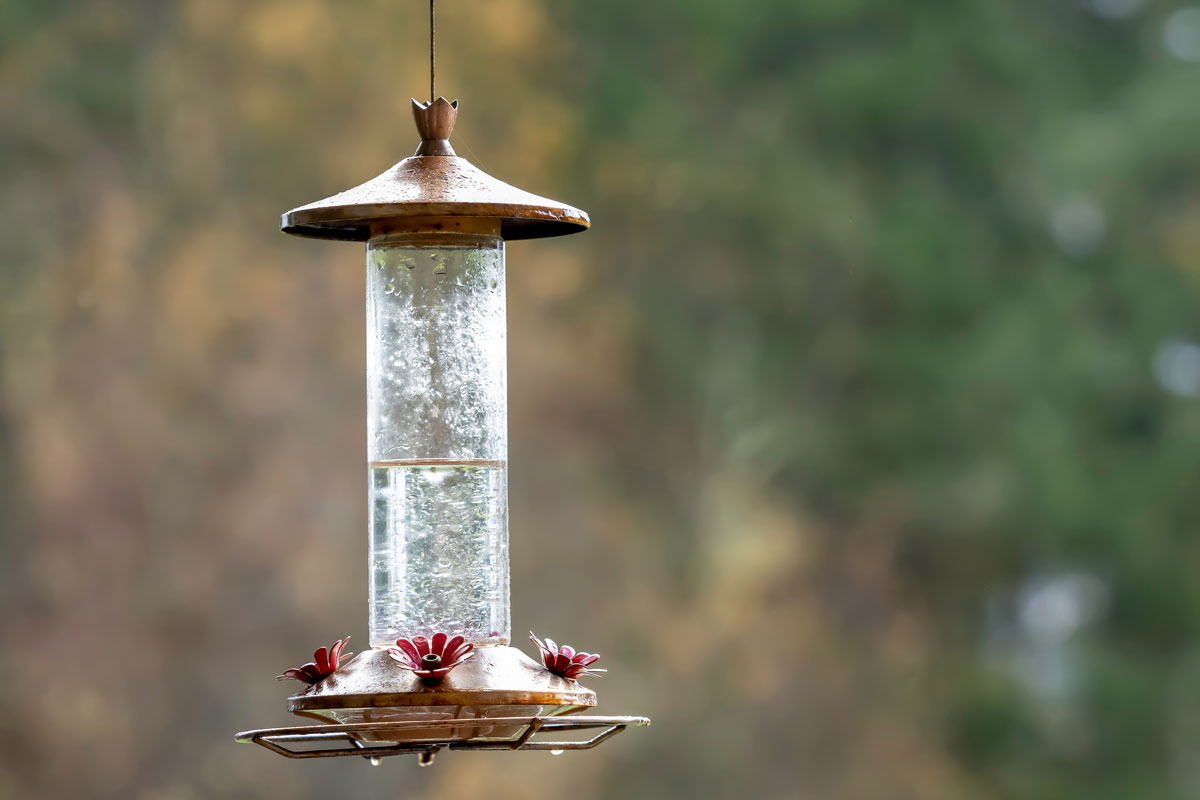 A hanging hummingbird feeder filled with water