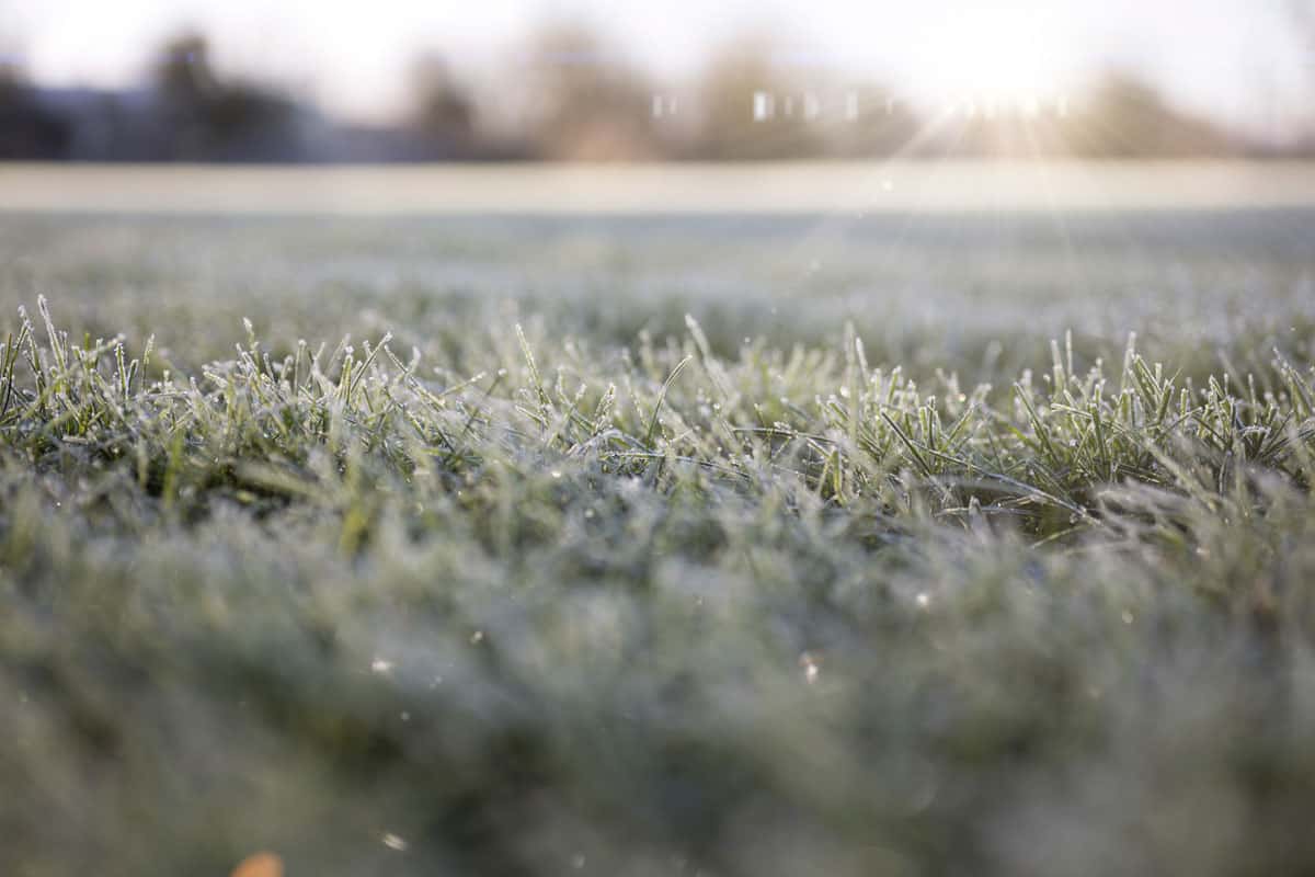 Frozen grass photographed in detail during winter