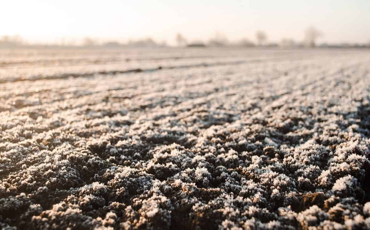 Frozen ground with hoarfrost on a farm field. Unpredictable weather, global climate destabilization. Weather forecast and development time strategy for sowing growing crops. Focus on frozen soil