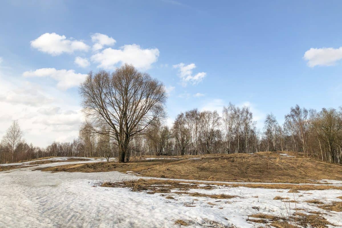 Large tree on hill with melting snow and dry grass on thawed areas , nature landscape in early spring

