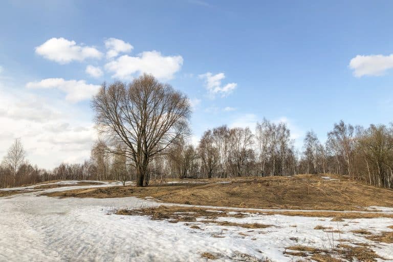 Large tree on hill with melting snow and dry grass on thawed areas , nature landscape in early spring - How Long Does It Take For The Ground To Freeze