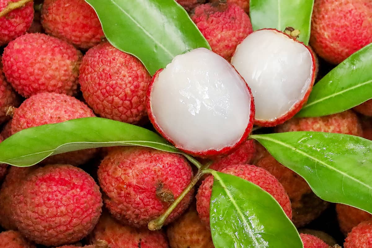 Fresh harvested lychee