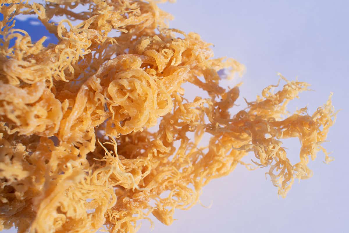 Golden sea moss being defrost