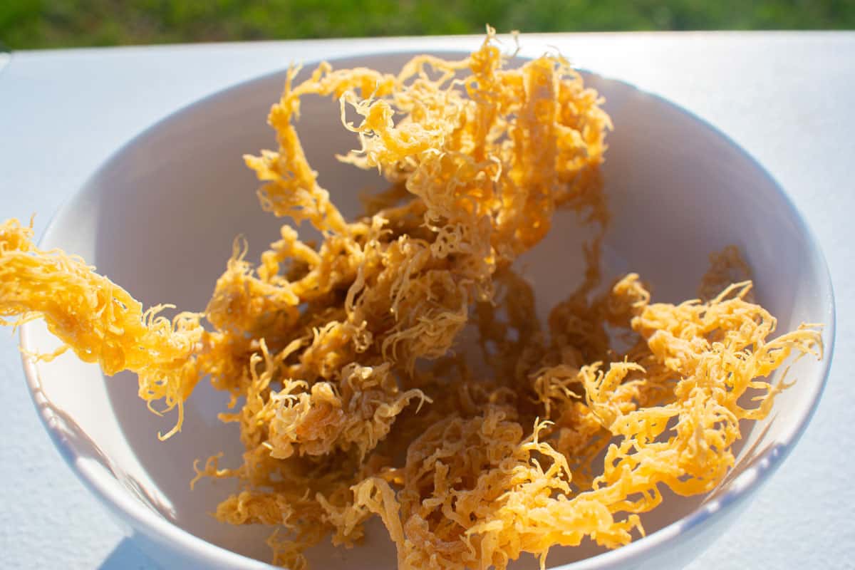 Golden sea moss on the a white bowl