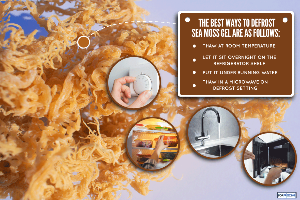 Golden sea moss being defrost, How To Defrost Sea Moss Gel