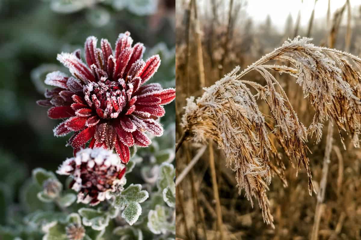 Collaged photo of a frozen red chrysanthemum and wheat plant