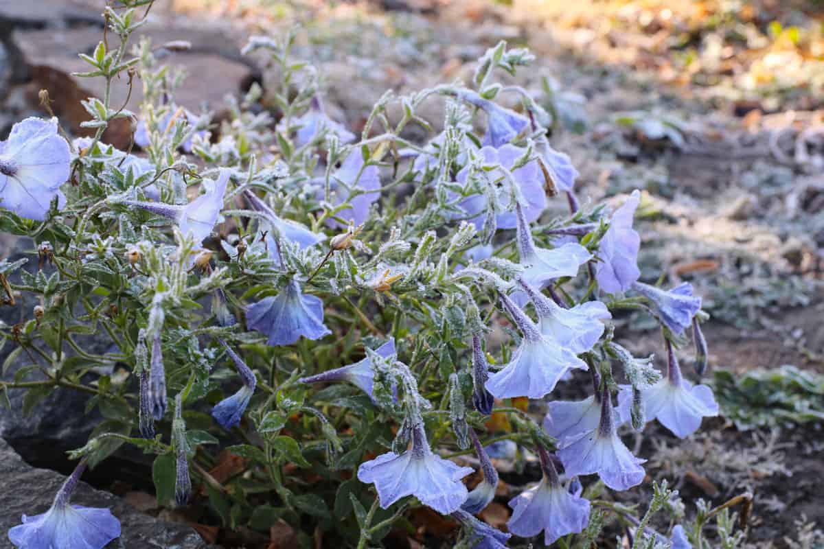 Frozen petunias drooping down due to bad weather