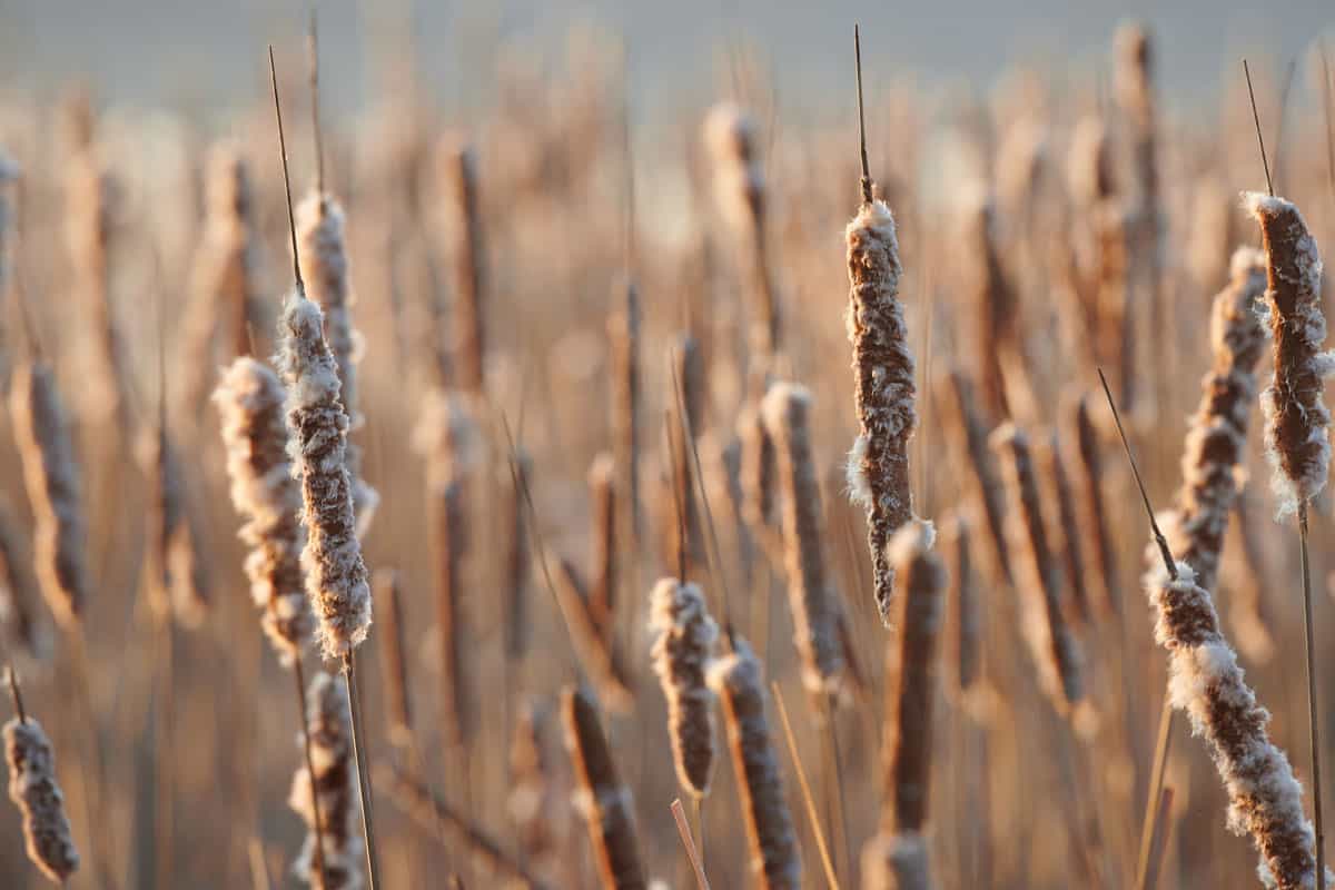 Frozen wheat field