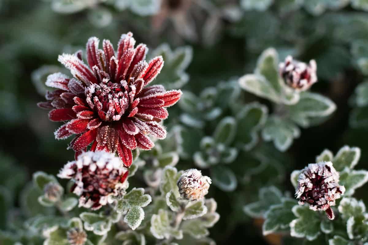Up close photo of red Chrysanthemum covered in frost